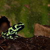 twanto > The black and green poison-dart frog, Dendrobates auratus, at Selva Verde.