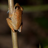 twanto > An unidentified species of Eleutherodactylus, Selva Verde. If you happen to know what it is, please leave a comment.
