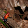 twanto > Oophaga pumilio, the strawberry or blue-jean poison-dart frog, Selva Verde.