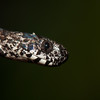 Costa Rican Herps : These are photographs of the herpetofauna we encountered during our trip to Costa Rica in June, 2009.  Animals were photographed as found (except where noted).