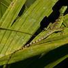 twanto > A juvenile green (aka emerald) basilisk,  Basciliscus plumifrons, Selva Verde.