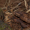 twanto > The hog-nosed pit viper, Porthidium nasutum, Selva Verde.