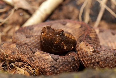  > The hog-nosed pit viper, Porthidium nasutum, Selva Verde.