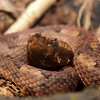 twanto > The hog-nosed pit viper, Porthidium nasutum, Selva Verde.