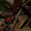 twanto > Oophaga pumilio