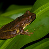 Costa Rican Herps : These are photographs of the herpetofauna we encountered during our trip to Costa Rica in June, 2009.  Animals were photographed as found (except where noted).