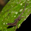 twanto > Ground anole, Norops humilis, near Volc&aacute;n Arenal.